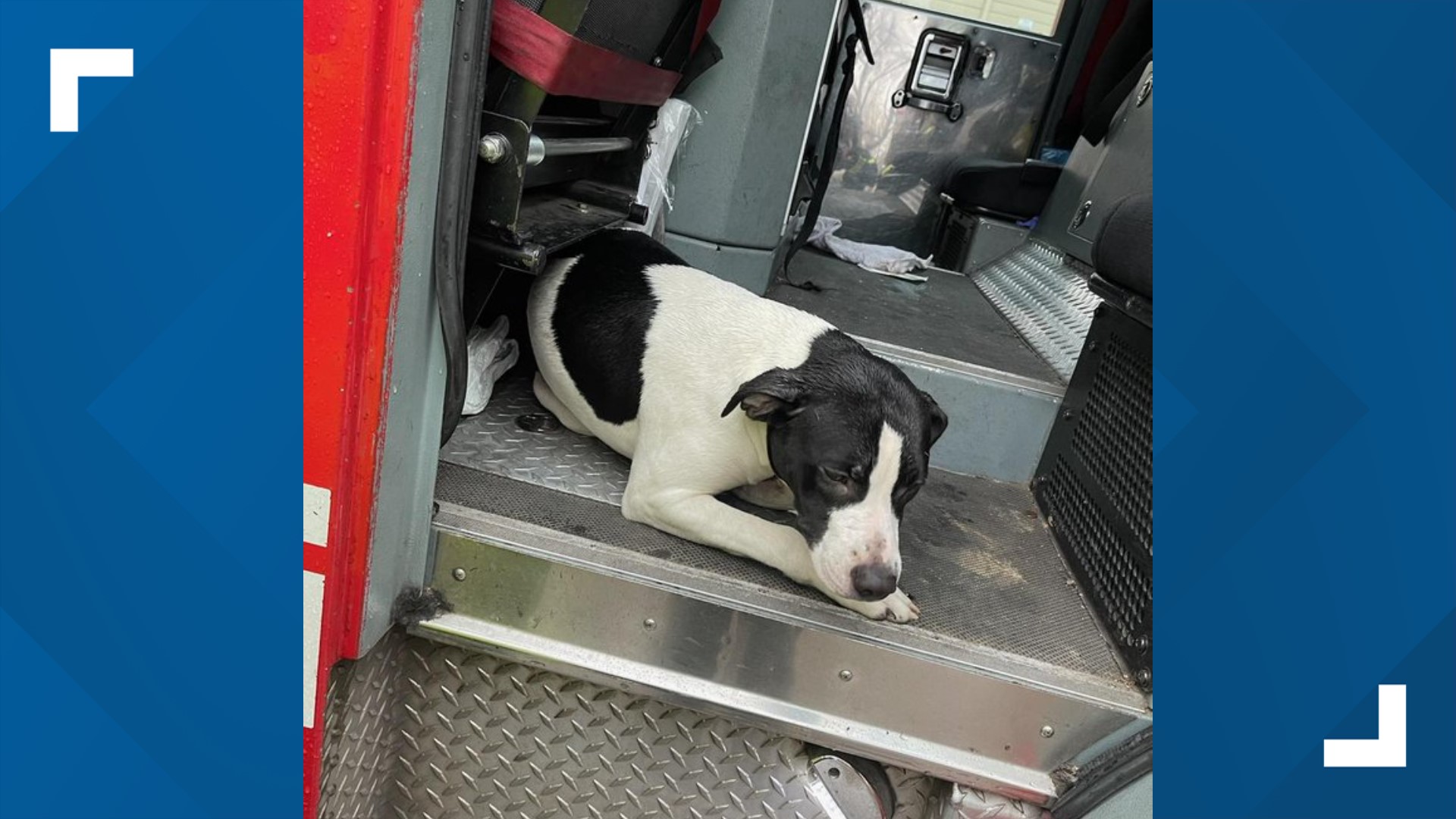 Firefighters rescue dog from Memphis apartment fire | localmemphis.com