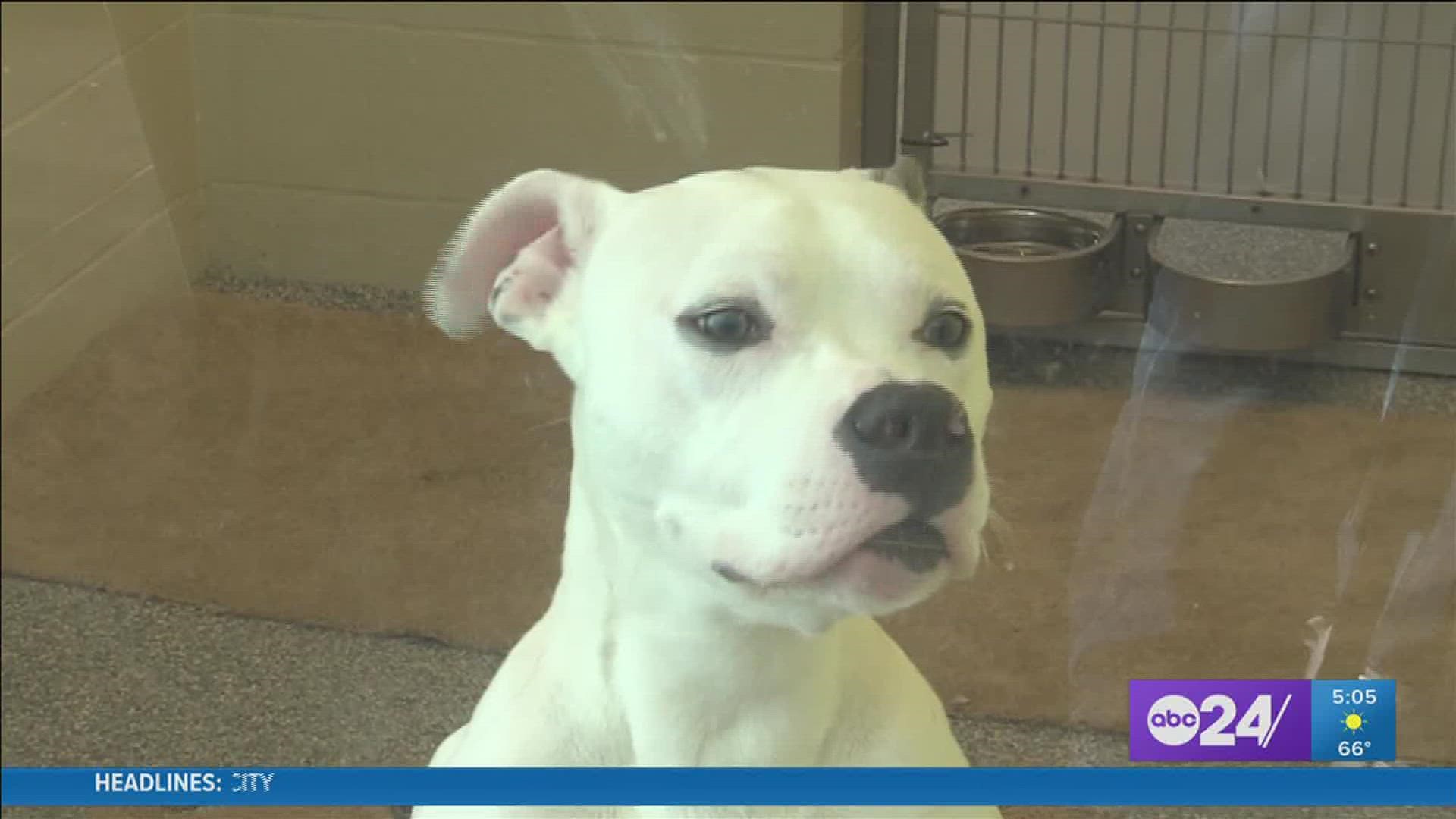 The Humane Society of Memphis and Shelby County hosted its ‘Home for the Pawlidays’ adoption event Thursday.