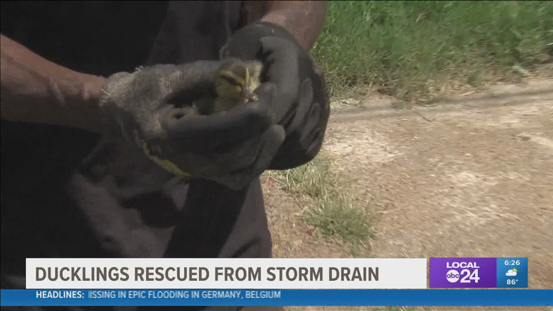 John Cannon called Memphis police before noon Thursday after finding the ducklings stuck in a drain on Georgia between Lauderdale and Orleans.