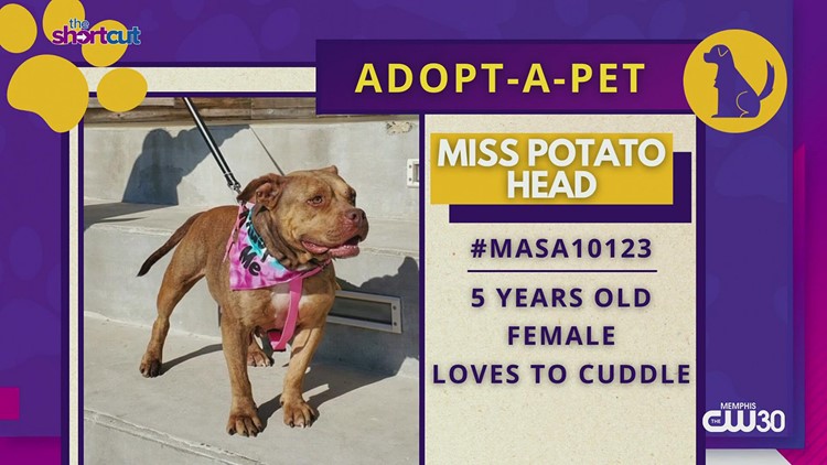 Meet Miss Potato Head of Memphis Animal Services!