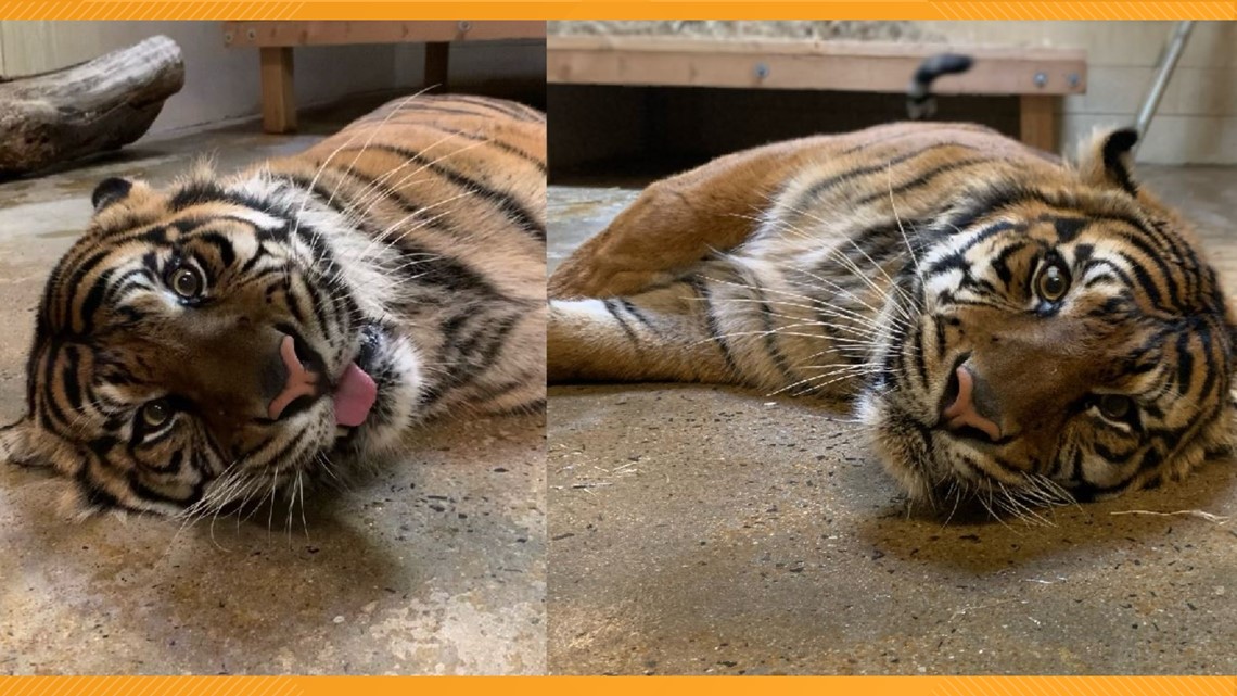 Memphis Zoo announces poll to name Sumatran tiger cubs