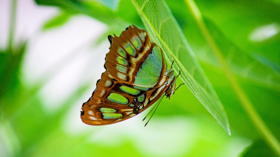 Butterfly exhibit reopens at the Memphis Zoo