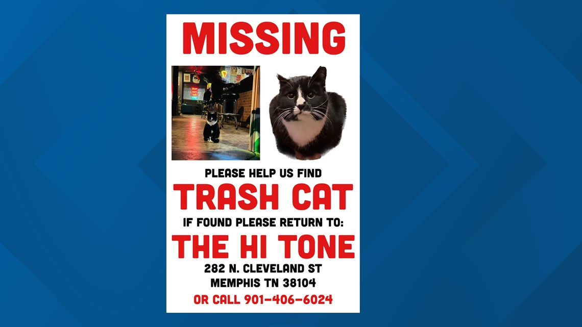 Memphis bar looking for missing cat | localmemphis.com - Vimarsana News