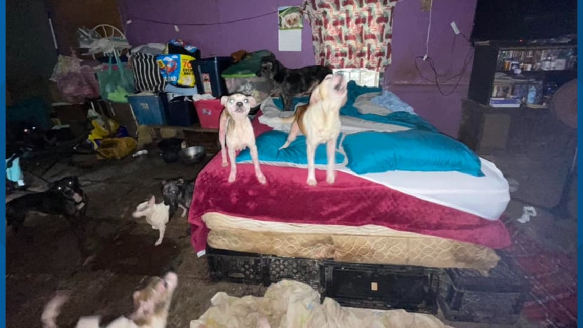 Dogs and cats rescued from inhumane conditions in Hardeman County |  