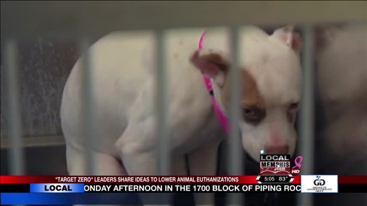 Memphis Animal Shelter Targets New Goals With Help Of Consulting Group |  