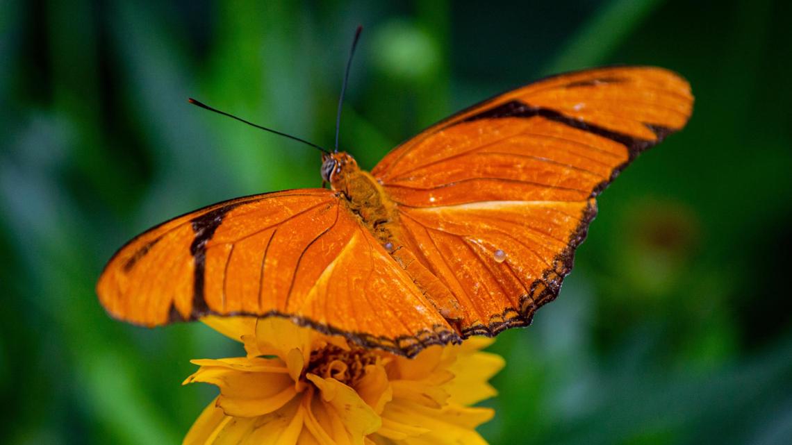 Butterfly exhibit reopens at the Memphis Zoo