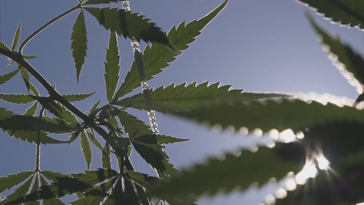 State lawmaker introduces bill to add regulations to cannabis products like Delta-8