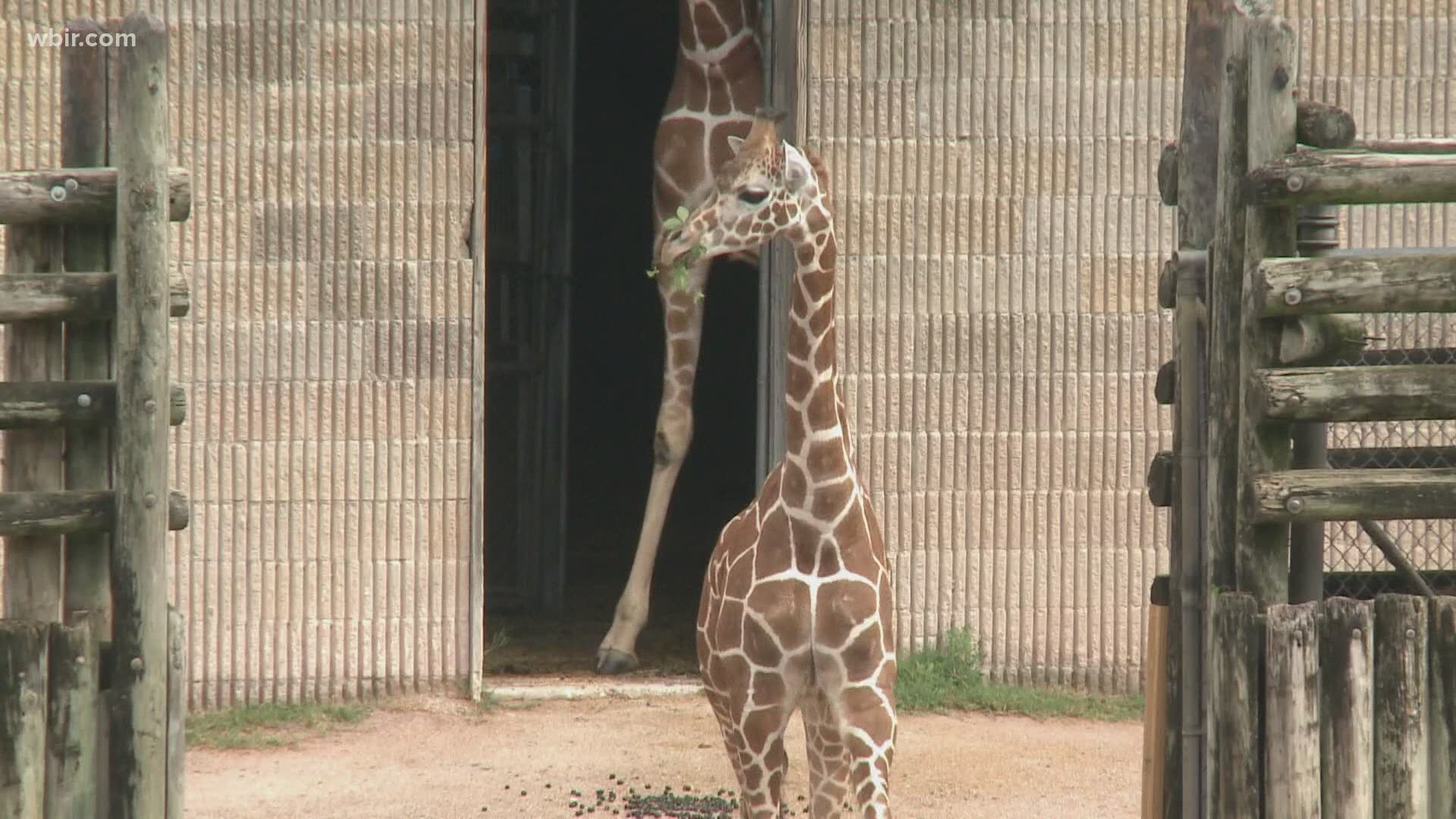 Zoo Knoxville said Bea is so unique because she was the first giraffe born at the zoo in 17 years.