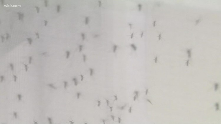 More mosquitoes seen than normal in Middle Tennessee