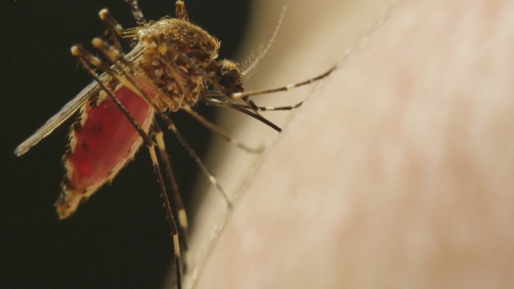 KCHD reports 6 children hospitalized with mosquito-borne virus over the last 9 weeks KCHD reports 6 children hospitalized with mosquito-borne virus over the last 9 weeks