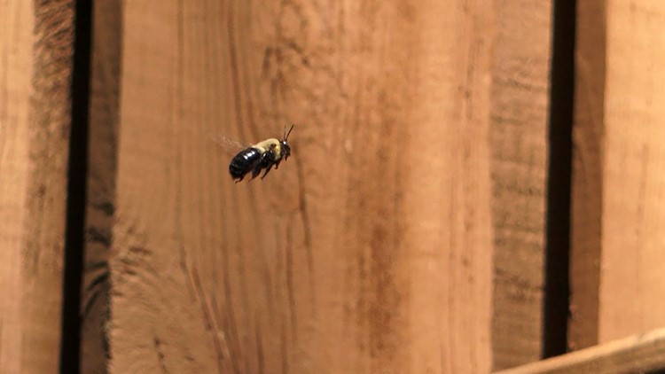 Carpenter bees starting to burrow into decks, fences as weather warms Carpenter bees starting to burrow into decks, fences as weather warms