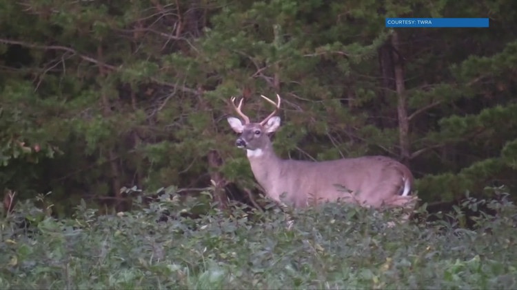TWRA: Deer hunters harvested around 17,200 fewer deer over opening weekend compared to last year