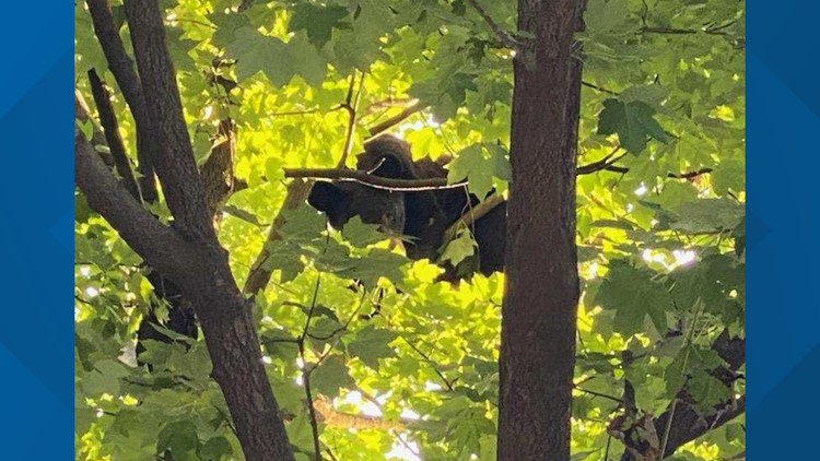 Bear cub napping in tree outside North Carolina hospital