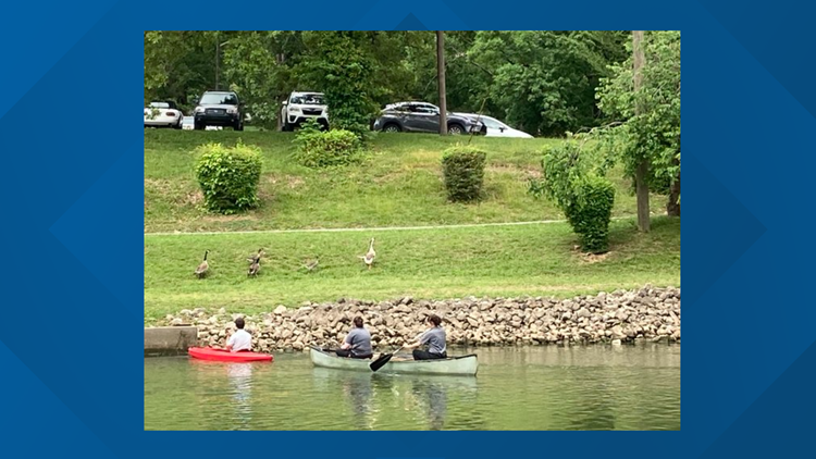 Knoxville PD rescues injured goose at Chilhowee Park