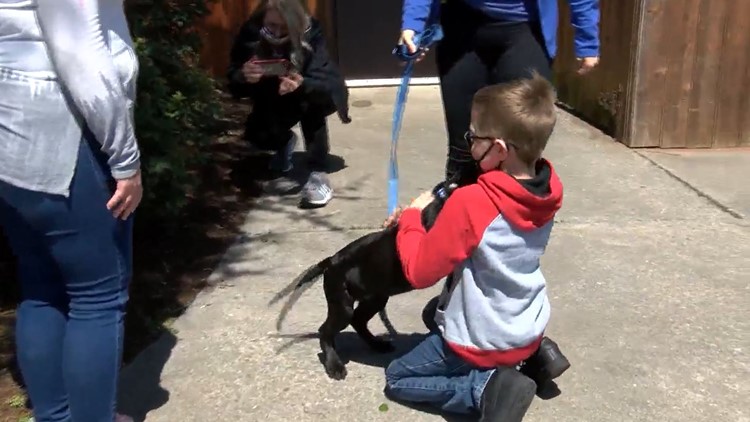 Boy sells Pok&eacute;mon cards to fund treatment for sick puppy