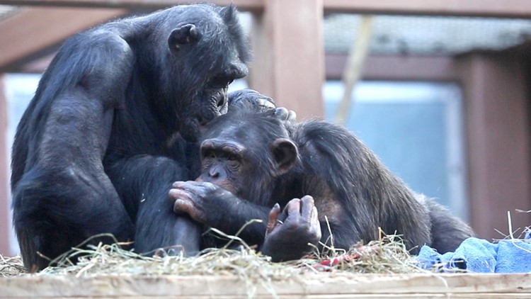 Zoo Knoxville launches subscription box service for children Zoo Knoxville launches subscription box service for children