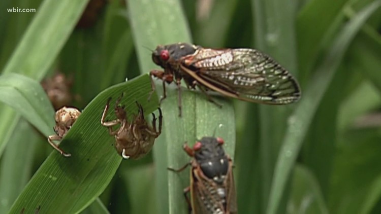 Hyper-sexual zombie cicadas that are infected with sexually transmitted fungus expected to emerge this year