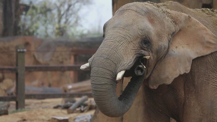 Knoxville to Hohenwald: Aging Zoo Knoxville elephants will find refuge at the Elephant Sanctuary