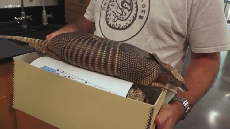 More armadillos are making their way to East Tennessee