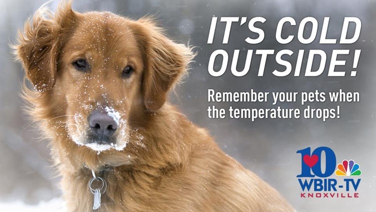 Keep your pets safe and warm during cold weather
