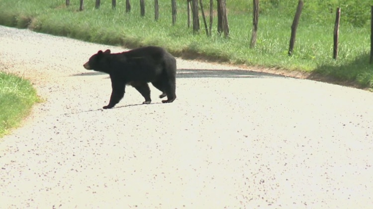 TWRA catches, euthanizes bear after its encounter with an Anakeesta worker in a concession stand