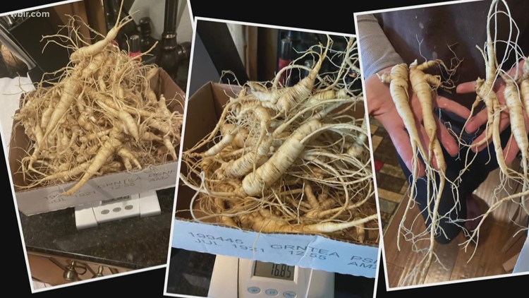 Cherokee National Forest announces pause on ginseng permits