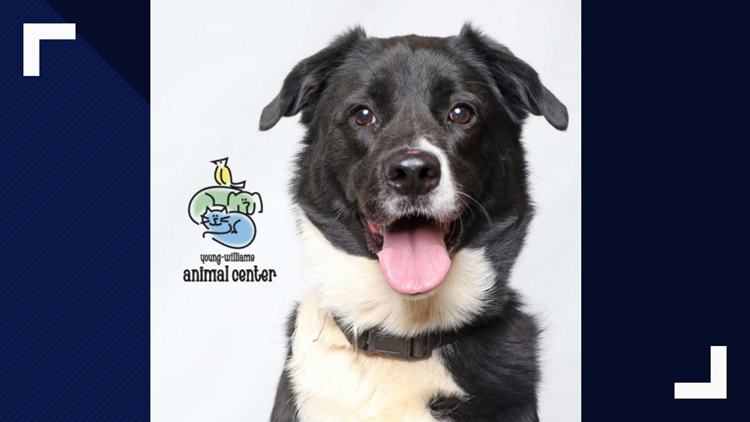 Furry friends get second chance at YWAC