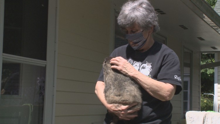 East TN wildlife rehab champion Lynne McCoy dies East TN wildlife rehab champion Lynne McCoy dies