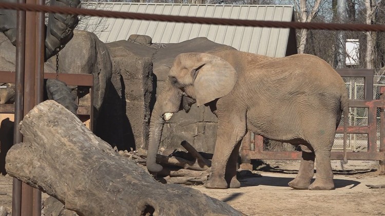 The largest elephant in North America will leave Zoo Knoxville soon