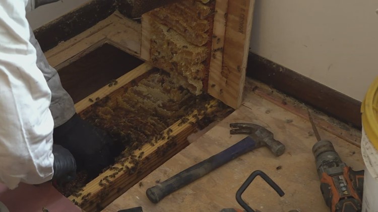 East TN beekeeper sees more bees in homes as weather warms