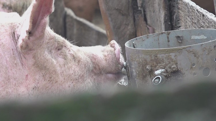 Supreme Court case involving California Law could affect pork prices nationwide