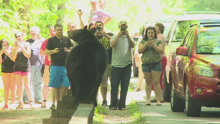 Appalachian Bear Rescue takes in 3 orphaned cubs and calls for more action to protect bears in East Tennessee
