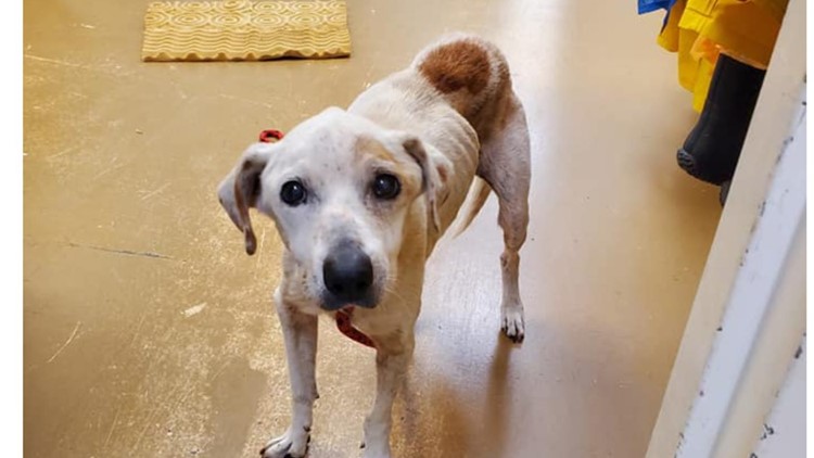 Severely underweight Blount County dog fighting to recover after being taken in