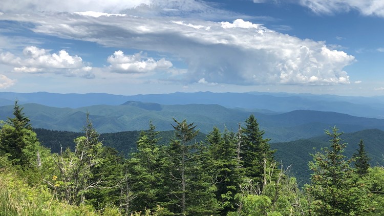 Great Smoky Mountains asks for volunteers to track seasonal tree changes