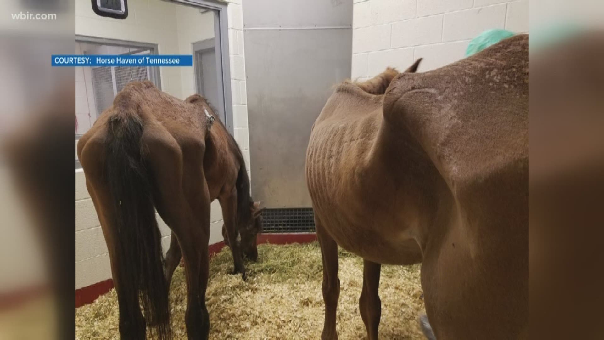 Two severely underweight horses are now in the hands of veterinarians at UT's intensive care unit.