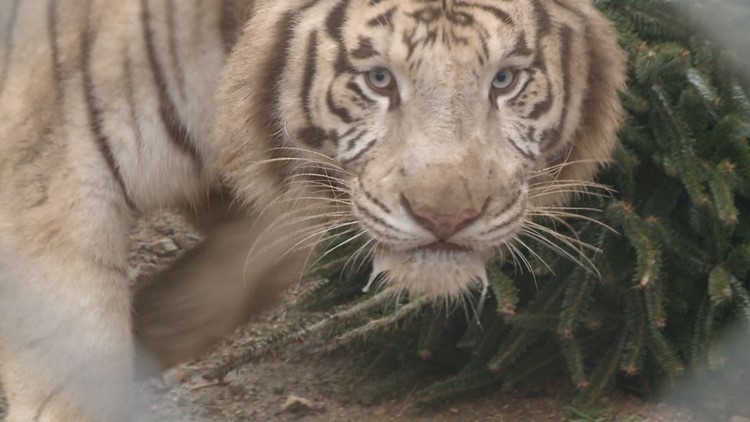 Somebody got grabbed by one of the tigers | 911 calls reveal urgent response to help employee bitten at Tiger Haven