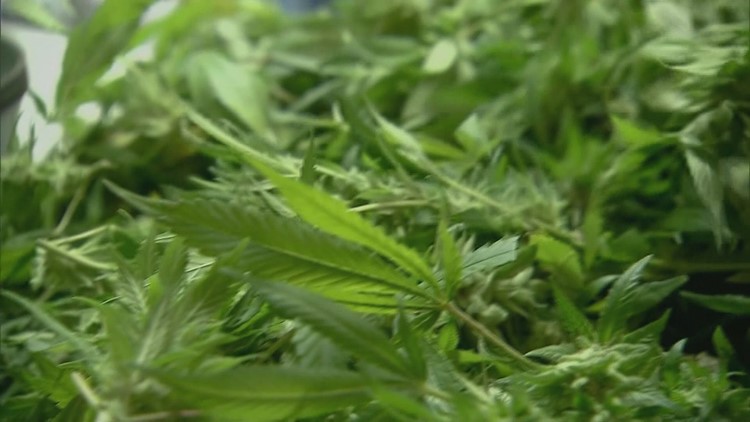 TN lawmakers form commission to study the legalization of marijuana in the state