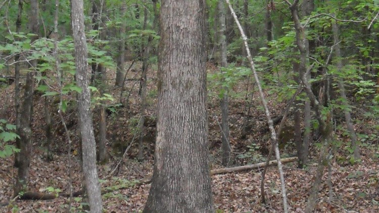 Timber theft a growing problem in Tennessee as prices rise Timber theft a growing problem in Tennessee as prices rise