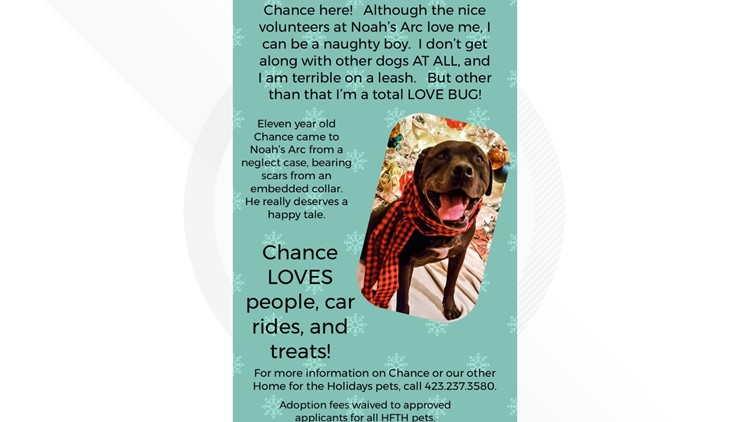 Consider bringing older pets like Chance home for the holidays