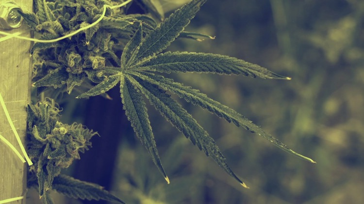 Kentucky governor sends letter to DEA supporting recommendation to ease marijuana restrictions
