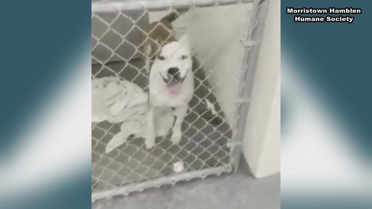 Some East Tennessee animal shelters at capacity, unable to take in more animals