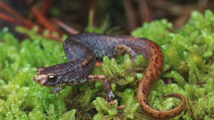 Oak Ridge scientists developing wildlife crosswalks for salamanders