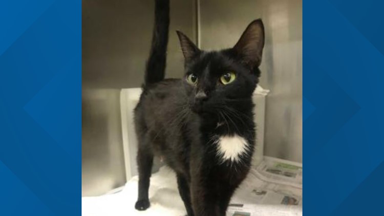 Just in time for Halloween! Young-Williams is looking to find homes for some purrfect black cats Just in time for Halloween! Young-Williams is looking to find homes for some purrfect black cats