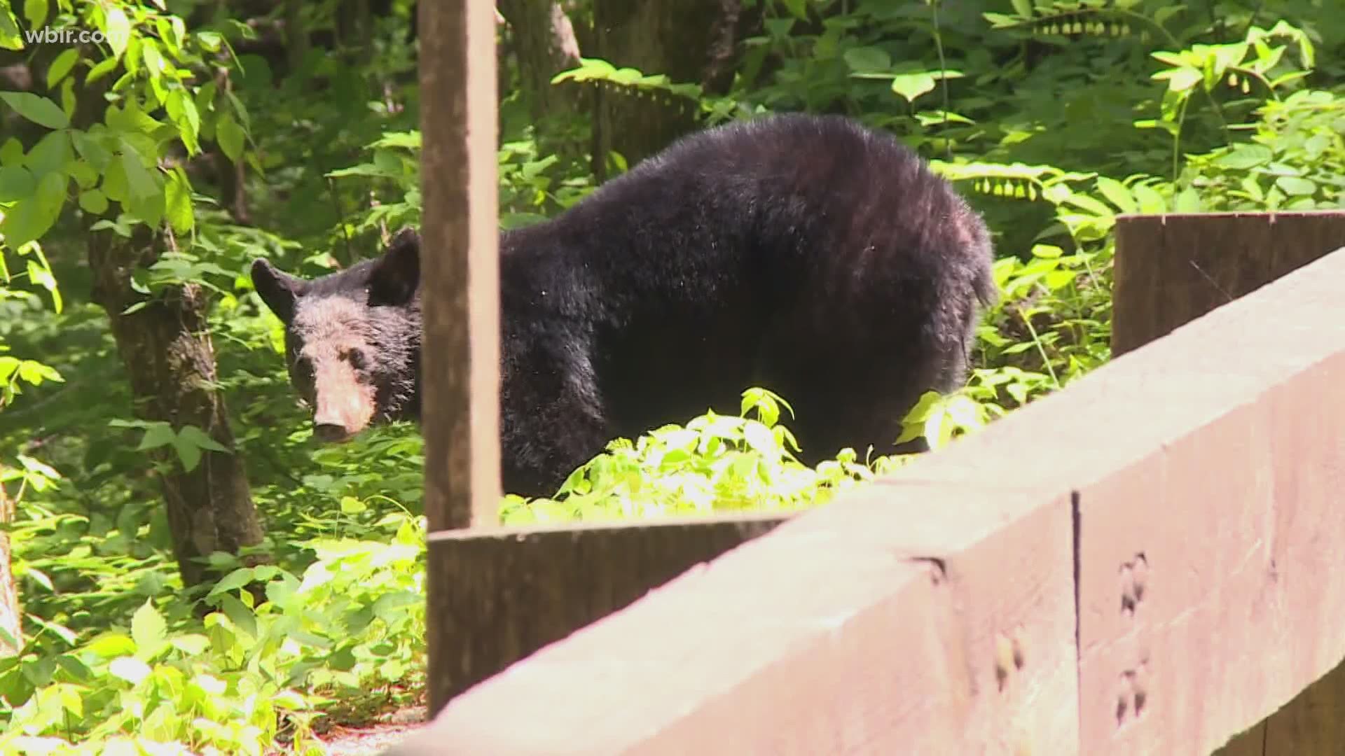 Don't feed the bears: it's a message repeated again and again in the Great Smoky Mountains National Park. If you're caught doing it, you could face fines and prison.