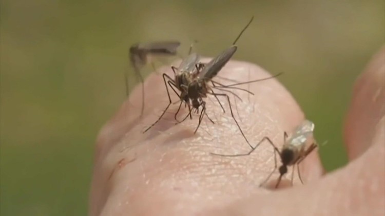 Heavy rain can lead to increase in mosquito populations Heavy rain can lead to increase in mosquito populations