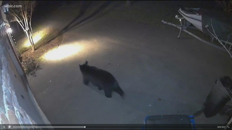 Bear spotted in West Knoxville as hibernation season approaches Bear spotted in West Knoxville as hibernation season approaches