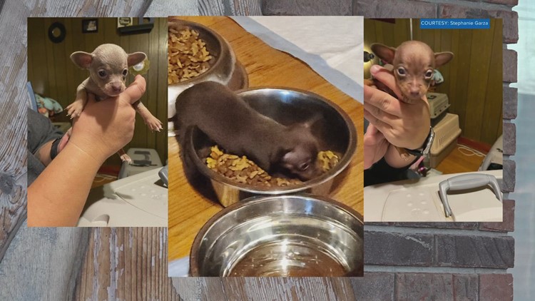 TBI shows rise in animal abuse case statewide since 2020