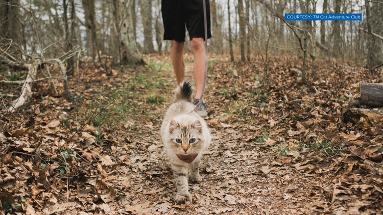 TN woman creates club that helps train your cat to hike