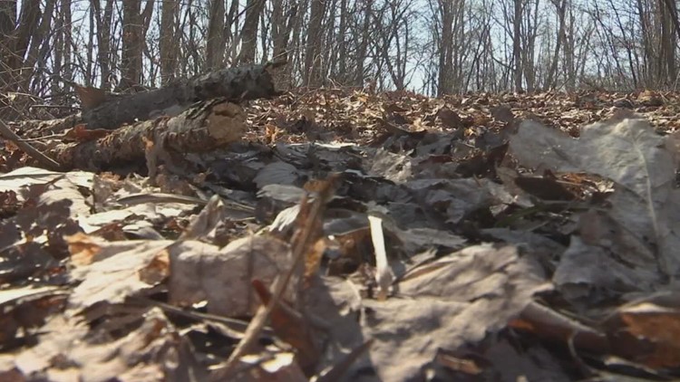 Low moisture may create conditions for brush fires in East Tennessee