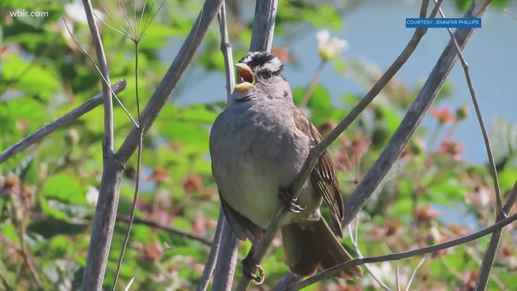 Maryville Animal Control to relocate birds with propane air cannon